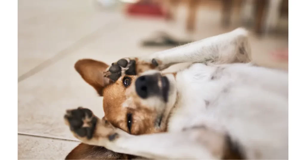 犬がお腹を見せる理由