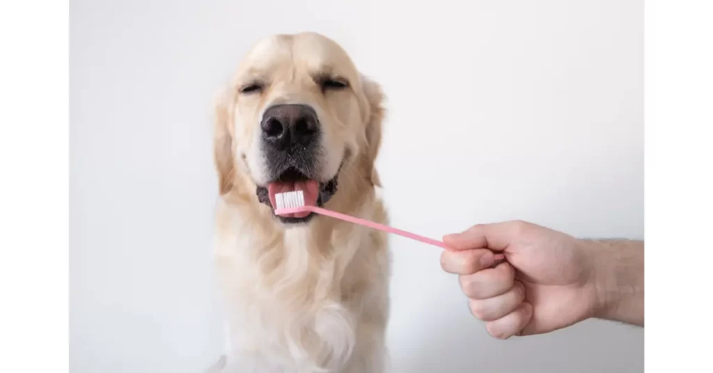 犬の歯石対策は歯みがき！