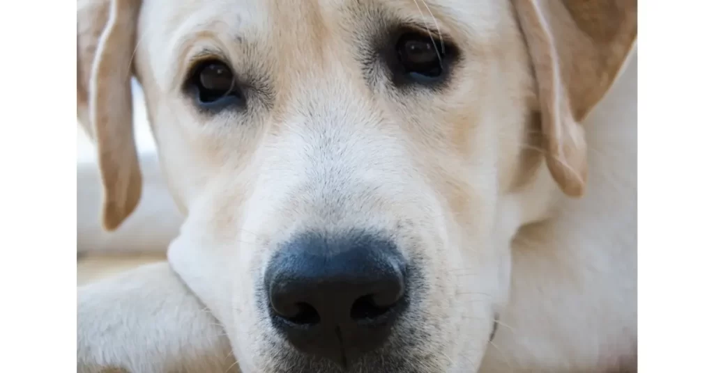 犬がため息をつく理由とは？犬の感情やストレスについての解説やため息を付きやすい犬種を紹介