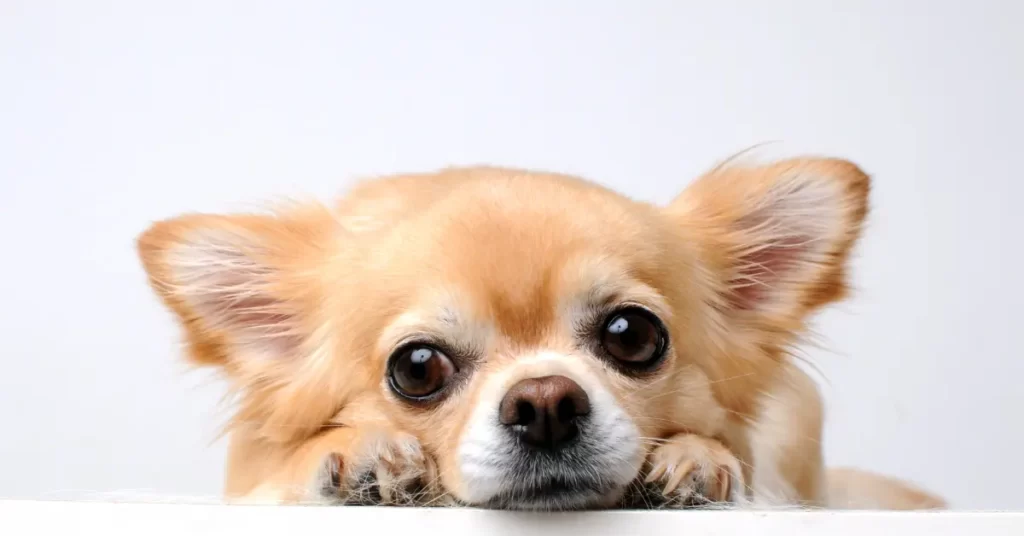 犬のため息とは