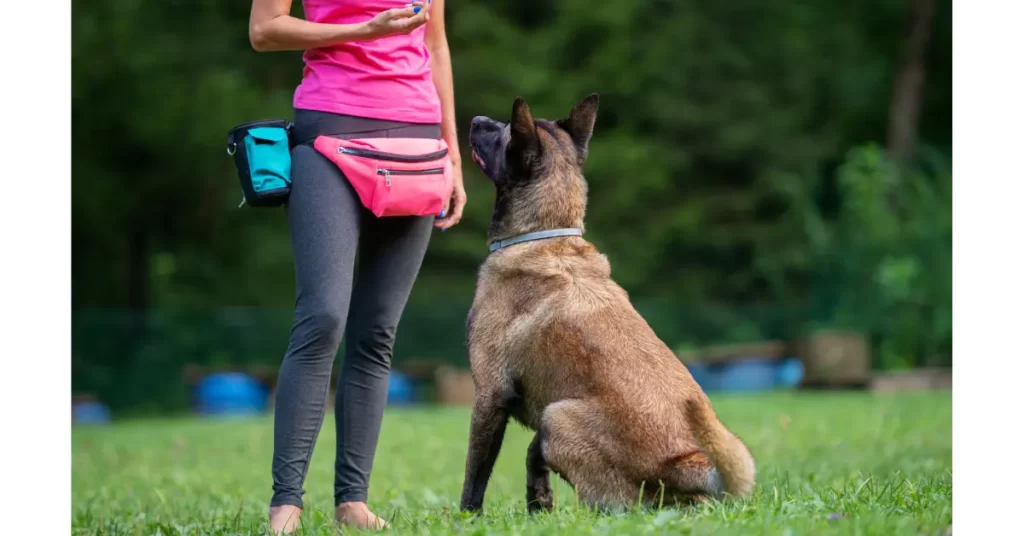 犬の唸りをやめさせる方法