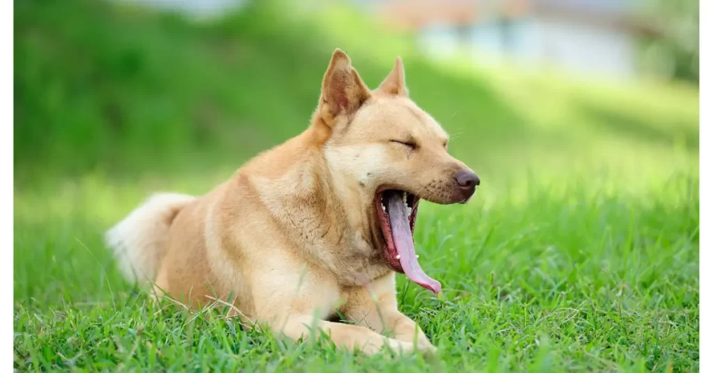 犬があくびをする理由