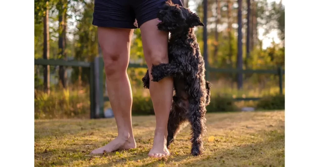 犬のマウンティングとは何か