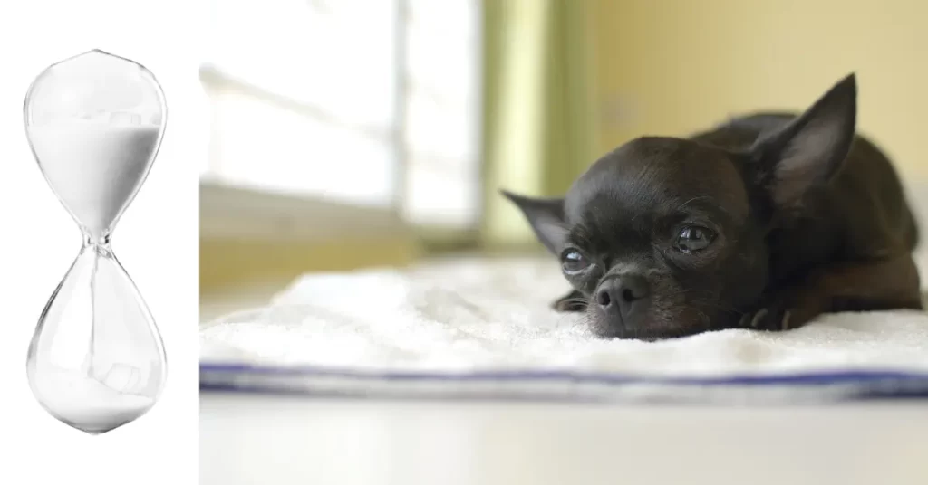 犬がお留守番できる時間はどれくらい