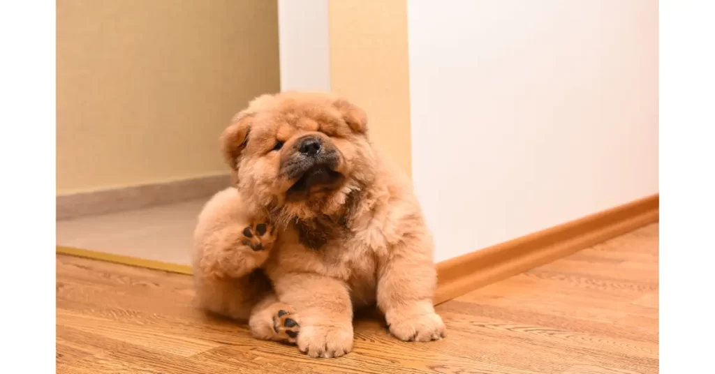 犬が耳を掻く理由①：満足している（後ろ足）