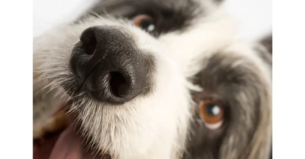 犬が鼻を鳴らす理由は何？音の違いで犬の気持ちや体調がわかる、鼻を鳴らす音別に解説