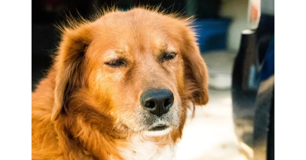 犬が「目を細める」ときの気持ち