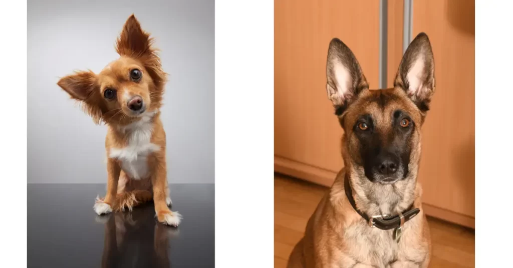 犬の耳がピンと立ったときの気持ちは