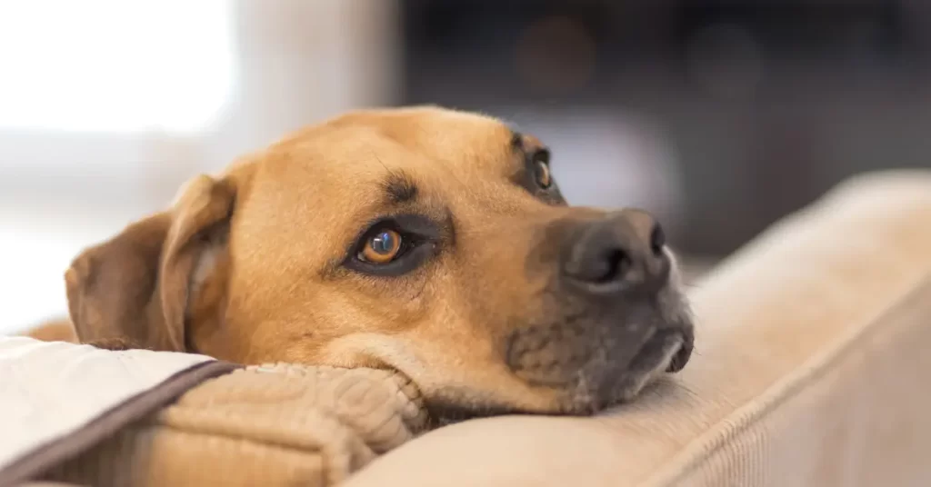 犬の耳が下がっている、倒れているときの気持ちは