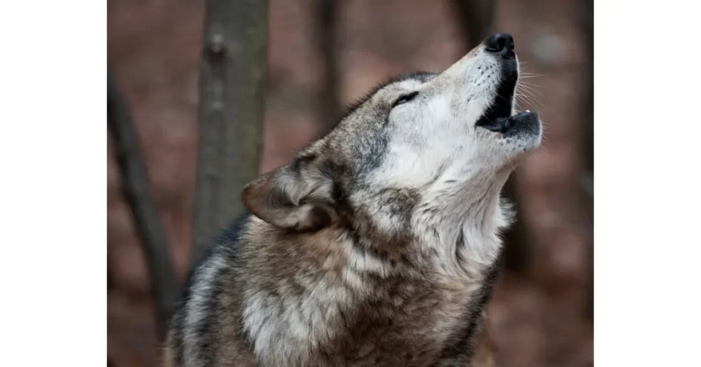 犬の鳴き声2：「遠吠え」