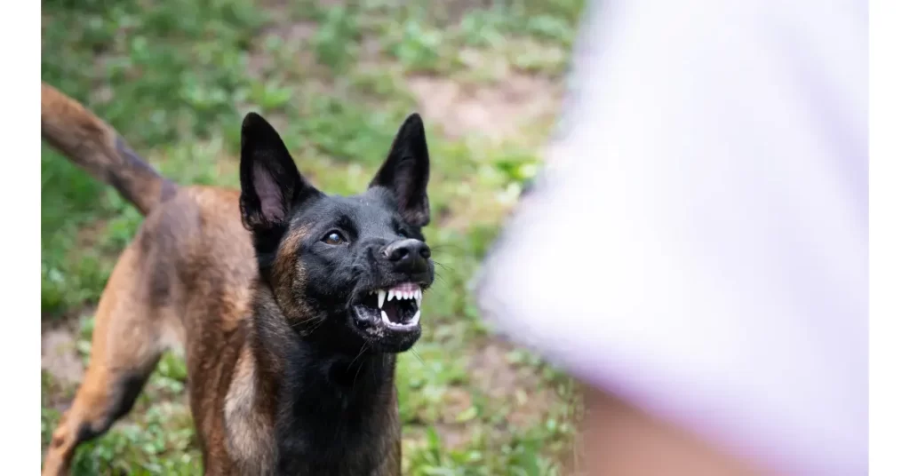 犬の鳴き声3：「唸る」