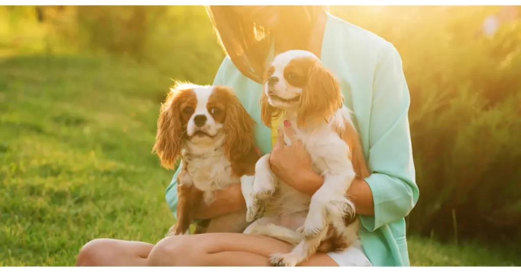 犬をブリーダーから迎える方法や、ペットショップとの違いを解説