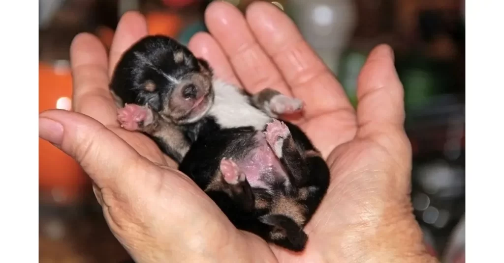 ブリーダーから犬を迎えるメリットとデメリット