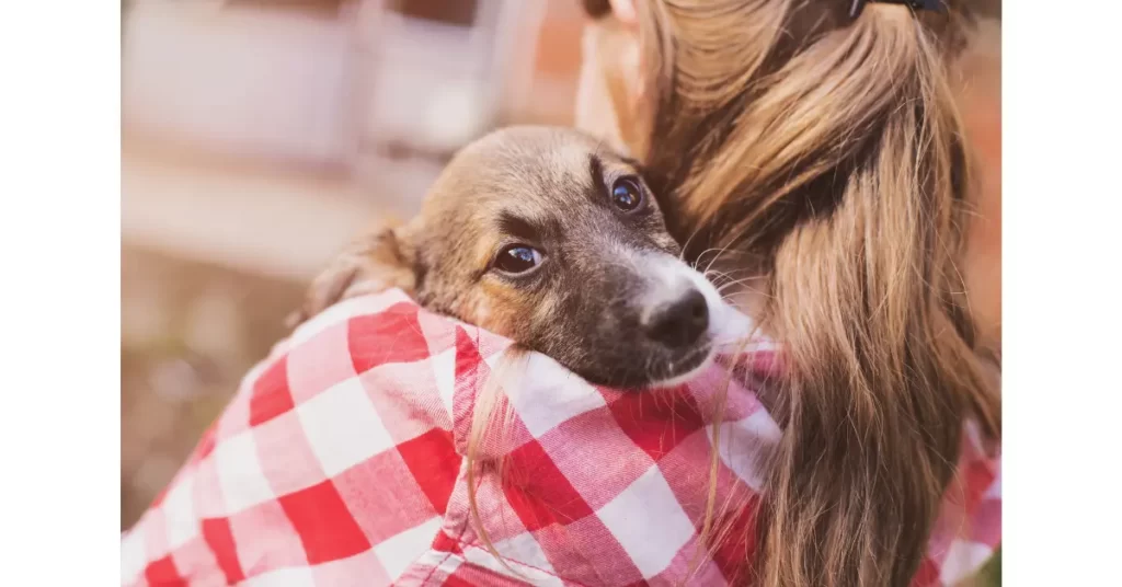 犬の里親になる方法とは？