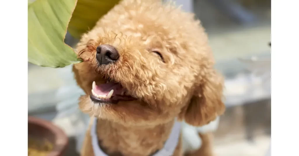 犬の里親になるための手続きと条件