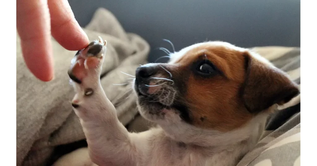 高すぎる！犬を飼う費用は生涯でどれくらいかかるのか解説