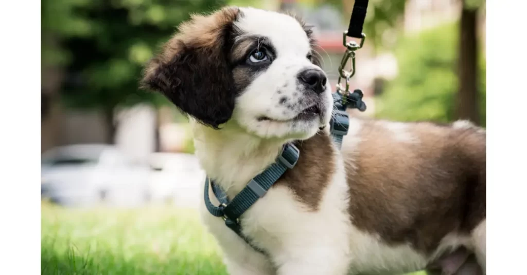 子犬はいつから首輪やハーネスがつけられる？