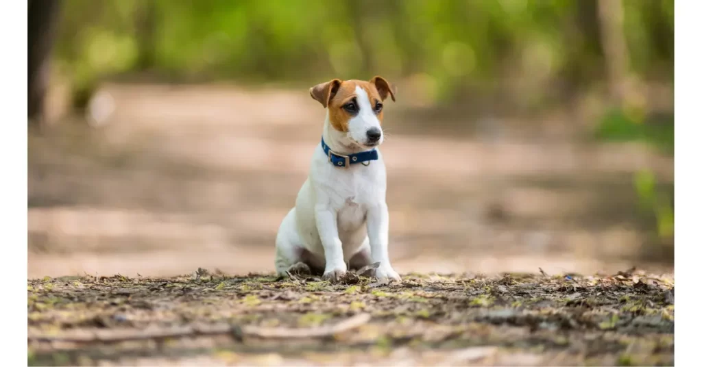 犬猫のマイクロチップ装着の概要