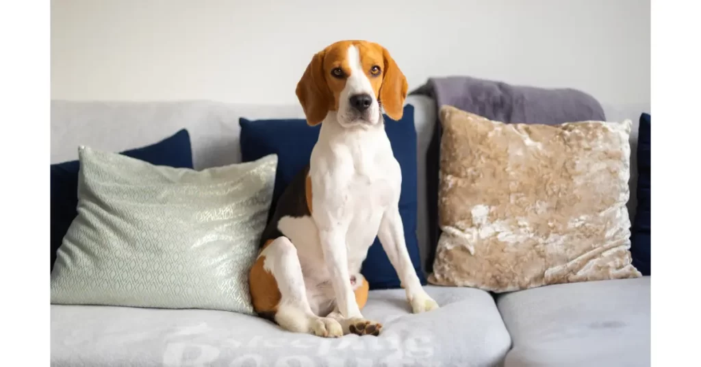 犬の要求吠えをやめさせる方法