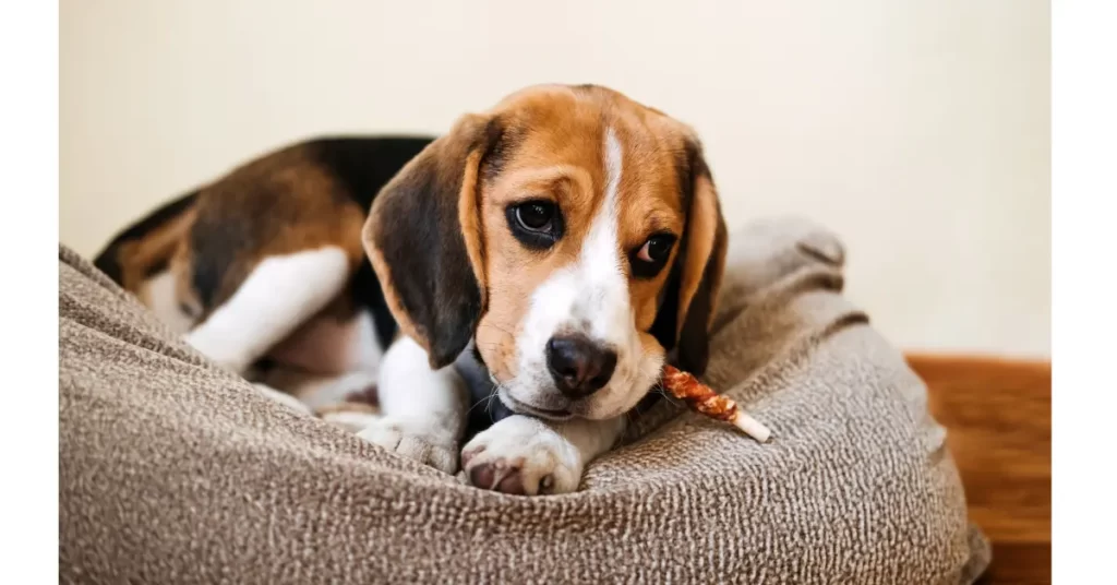 犬の歯みがきガムの与え方