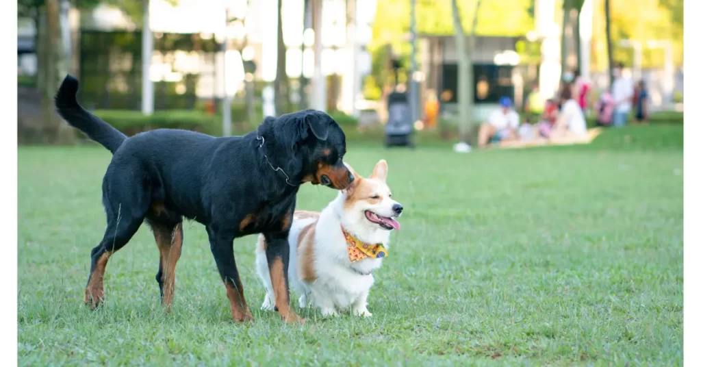 失敗しない「犬の社会化」の方法！犬の社会化はいつまでにすればいいのかを解説