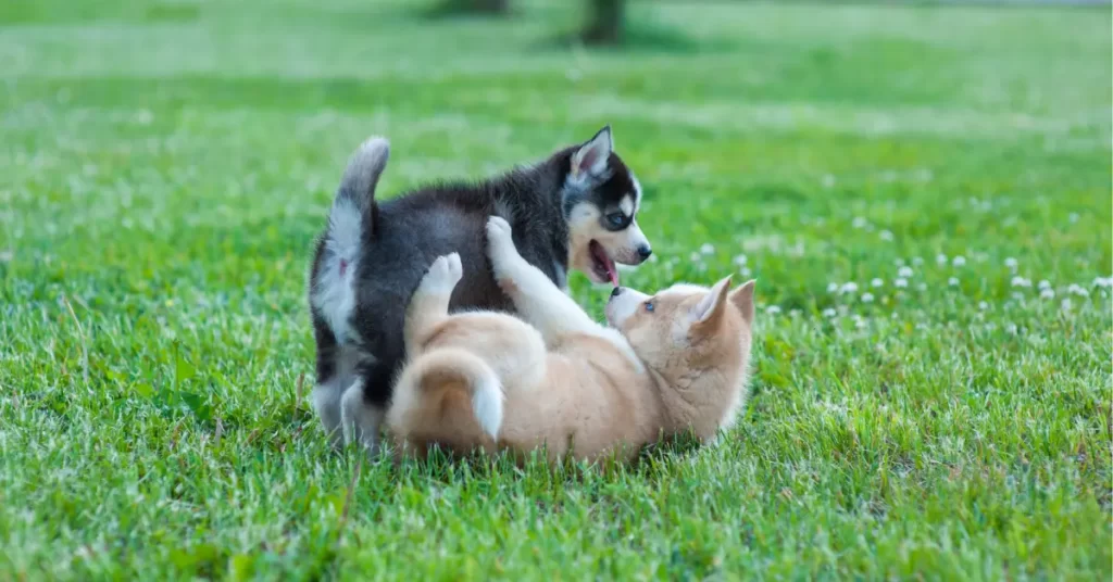 犬の社会化をする方法