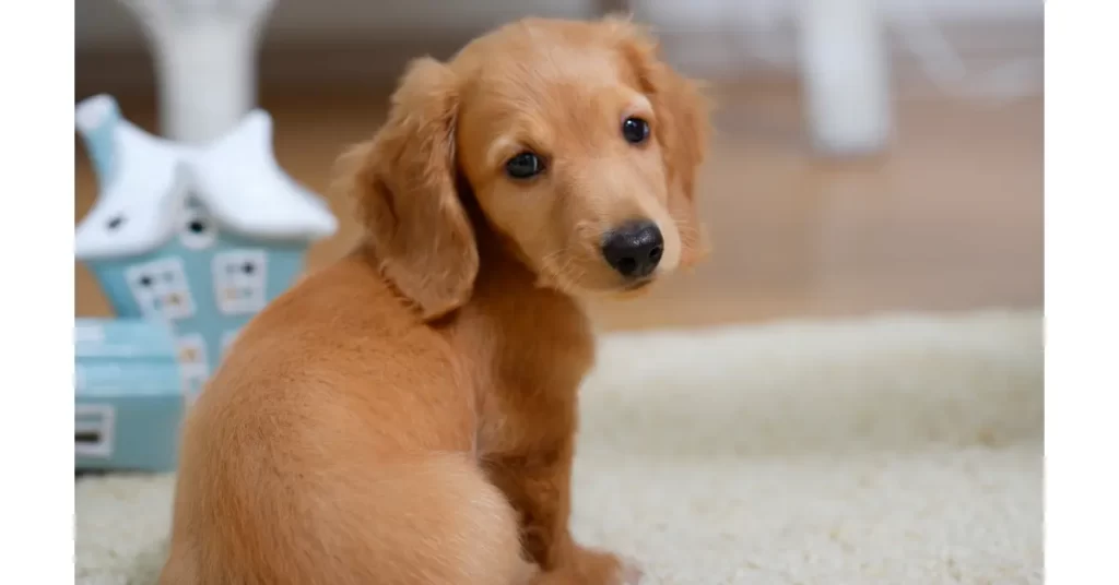 屋内での犬の社会化のトレーニング