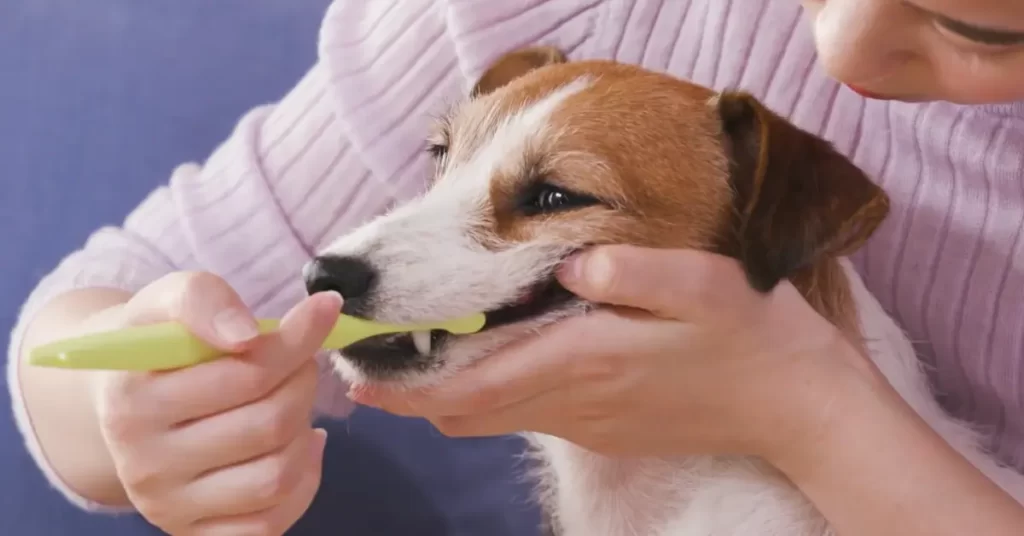 犬の歯みがきのトレーニングやアイテムの使い方を解説